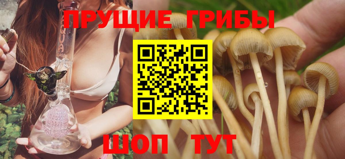 Галлюциногенные грибы Psilocybe Тында
